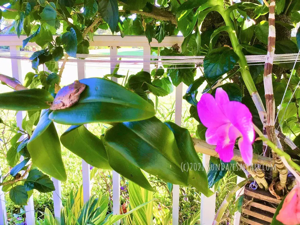 How to grow orchids bare root without a medium or pots like this dendrobium in a hanging basket under a tree with a frog resting on the orchid's leaf