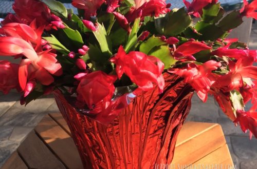 How To Get A Christmas Cactus To Bloom-beautiful-blooming-hot-pink-Christmas-cactus-overlooks-lake