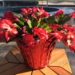 How To Get A Christmas Cactus To Bloom-beautiful-blooming-hot-pink-Christmas-cactus-overlooks-lake