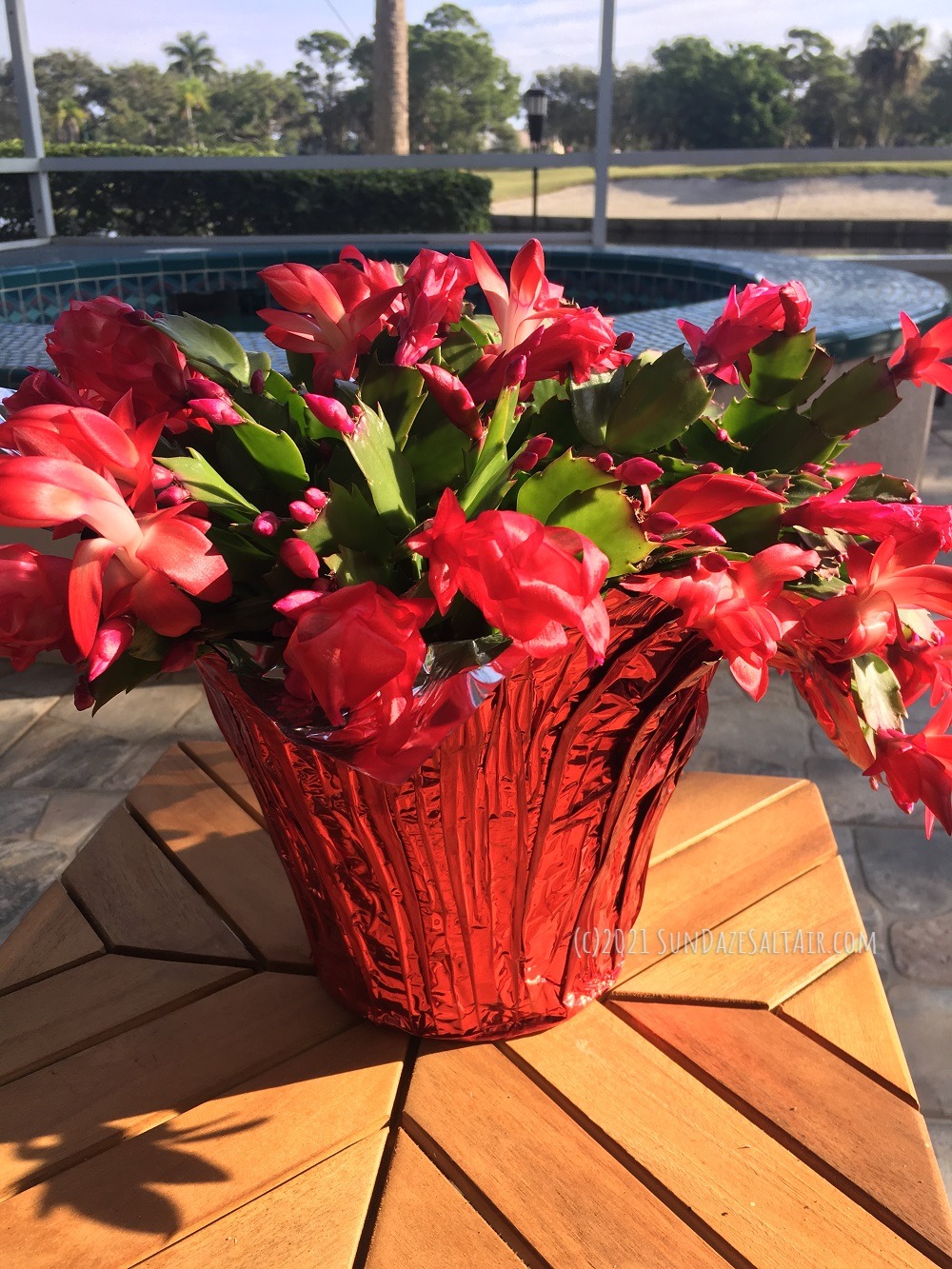 How To Get A Christmas Cactus To Bloom-beautiful-blooming-hot-pink-Christmas-cactus-overlooks-lake