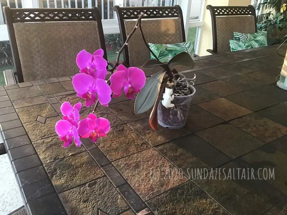 How To Get Your Phalaenopsis to Bloom in Winter_Gorgeous Blooming Purple Phalaenopsis With Cute Cat Peeking In Pot