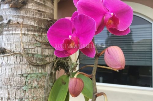 How To Get Your Phalaenopsis to Bloom in Winter_Gorgeous Hot Pink Phalaenopsis In Bloom On Palm Tree