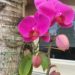 How To Get Your Phalaenopsis to Bloom in Winter_Gorgeous Hot Pink Phalaenopsis In Bloom On Palm Tree