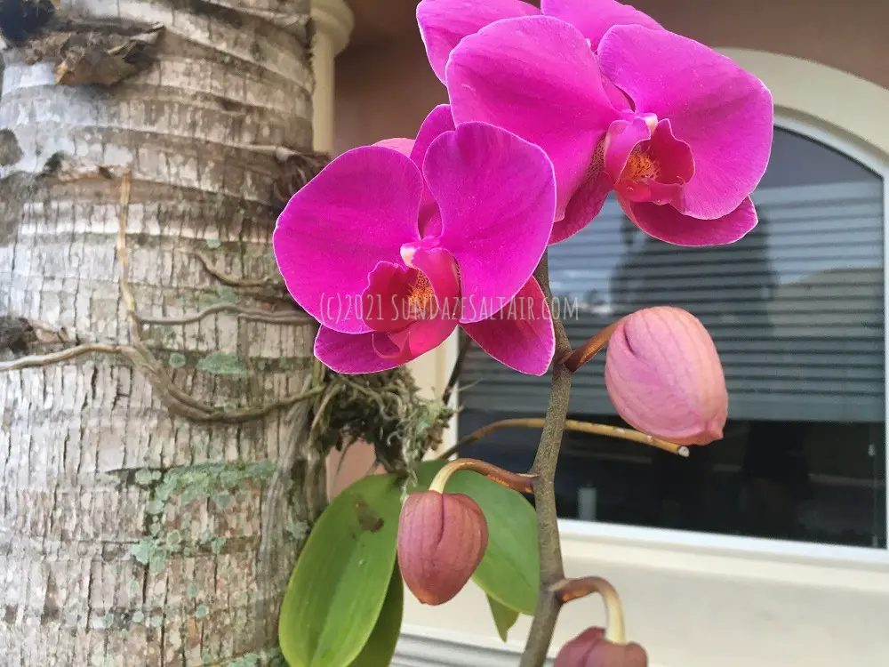 How To Get Your Phalaenopsis to Bloom in Winter_Gorgeous Hot Pink Phalaenopsis In Bloom On Palm Tree