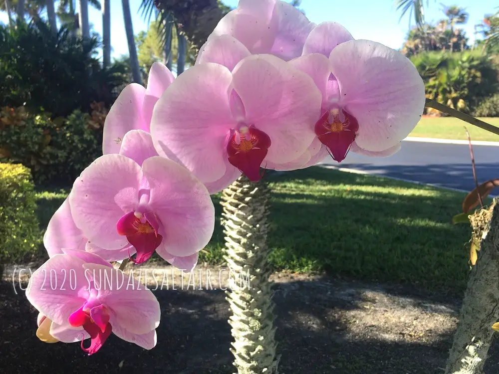 How Much Cold Can a Phalaenopsis Orchid Tolerate_Orchids & Cold Weather_Growing Outdoors