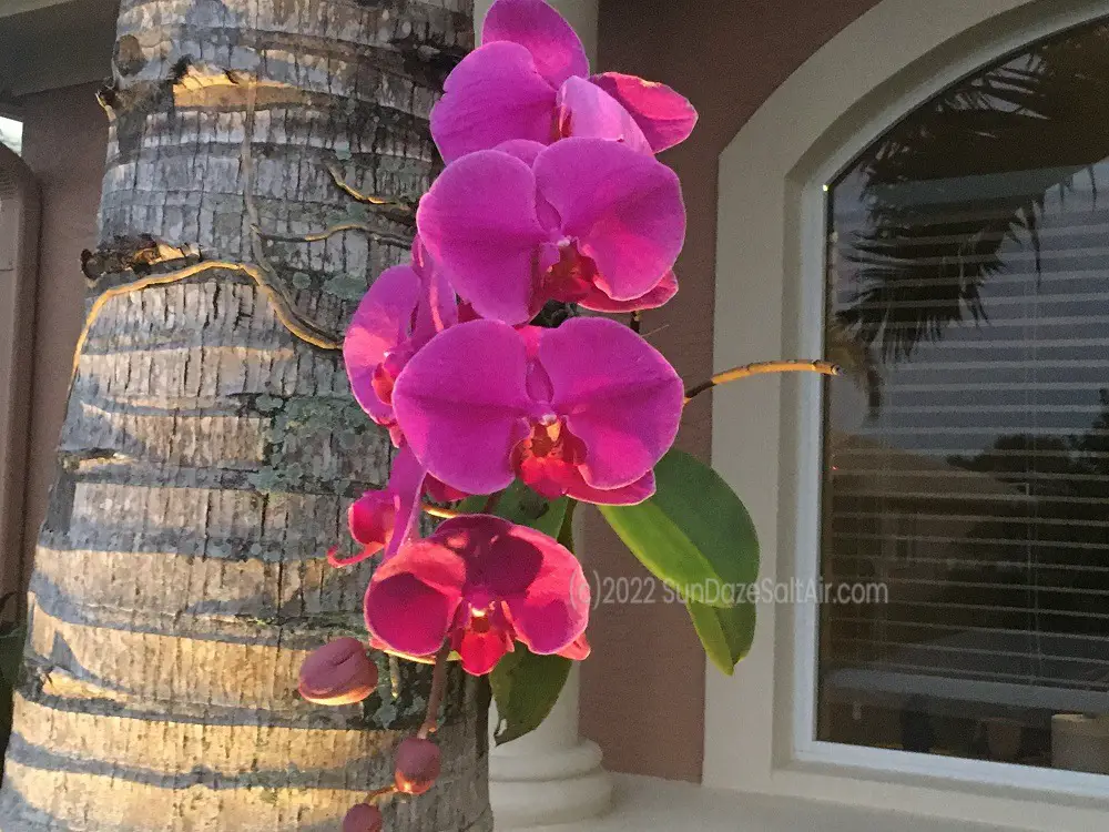 How Much Cold Can a Phalaenopsis Orchid Tolerate_Orchids & Cold Weather_Orchid on palm