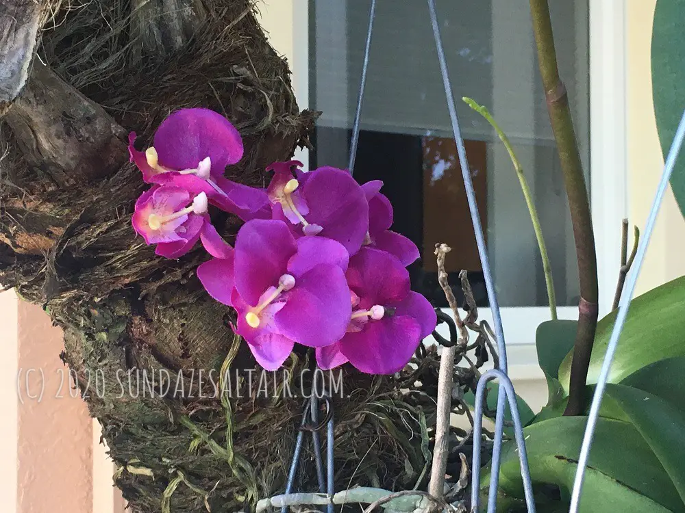 How Much Cold Can a Phalaenopsis Orchid Tolerate_Orchids & Cold Weather_Orchids in trees