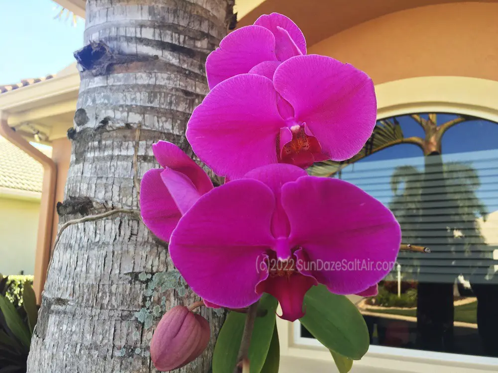 How Much Cold Can a Phalaenopsis Orchid Tolerate_Orchids & Cold Weather_Pink Phalaenopsis in a winter chill