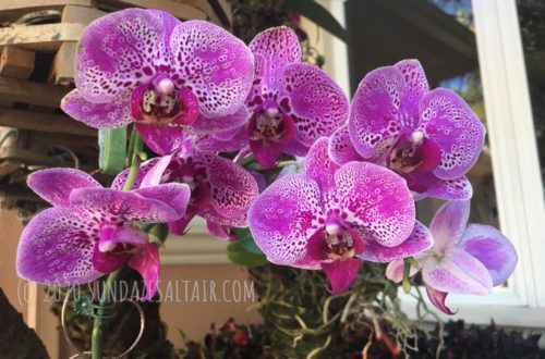 How Much Cold Can a Phalaenopsis Orchid Tolerate_Orchids & Cold Weather_Speckled purple and white Phalaenopsis