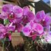 How Much Cold Can a Phalaenopsis Orchid Tolerate_Orchids & Cold Weather_Speckled purple and white Phalaenopsis