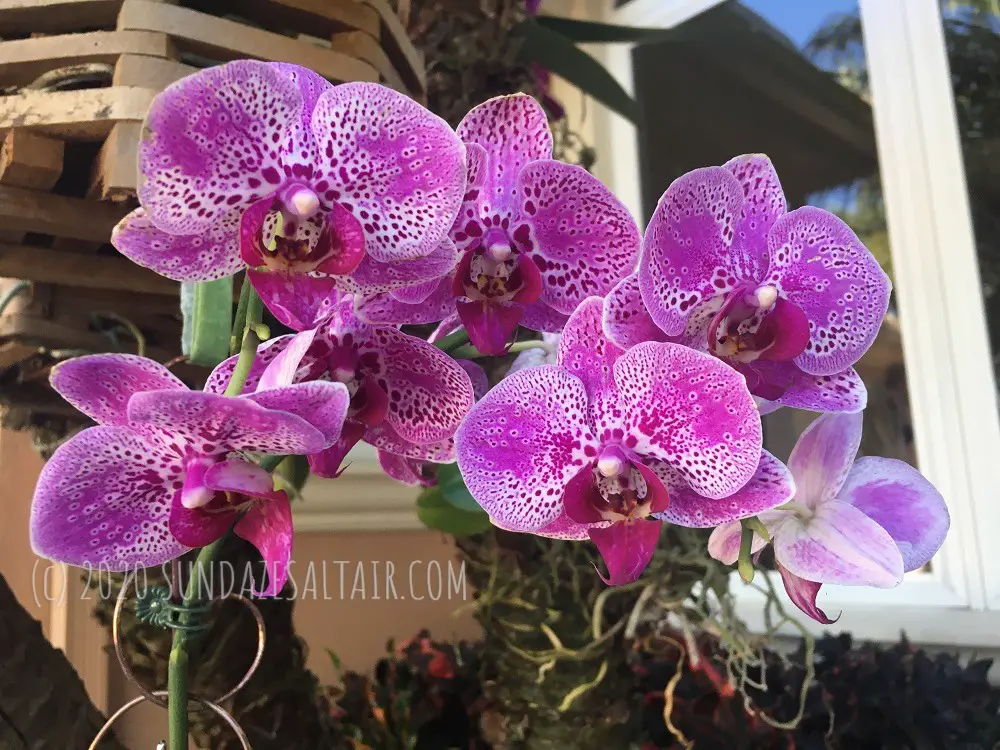 How Much Cold Can a Phalaenopsis Orchid Tolerate_Orchids & Cold Weather_Speckled purple and white Phalaenopsis