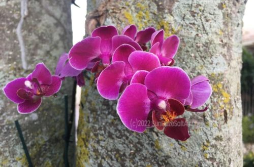 How to Attach a Phalaenopsis Orchid to a Tree
