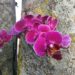 How to Attach a Phalaenopsis Orchid to a Tree