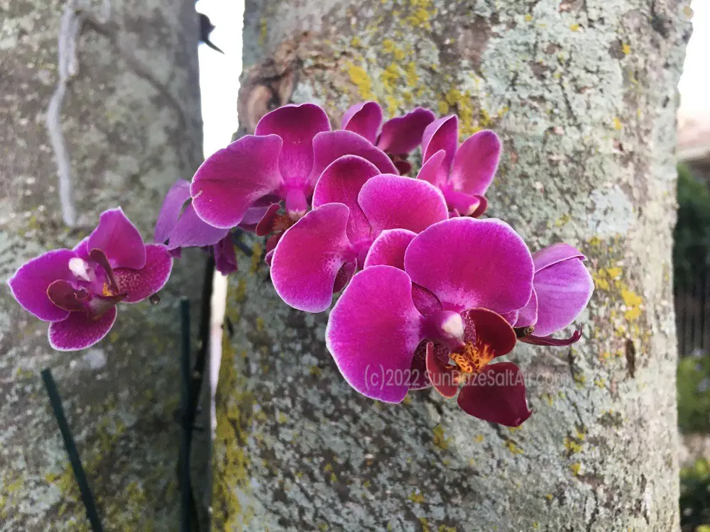 How to Attach a Phalaenopsis Orchid to a Tree