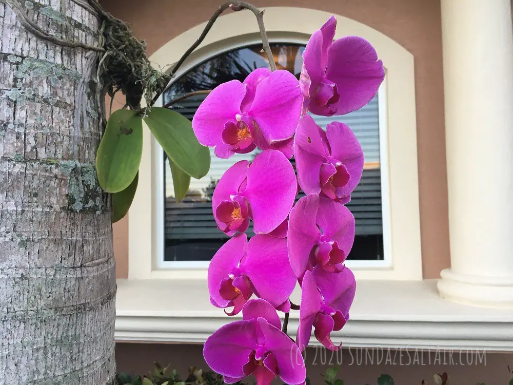 How to Attach a Phalaenopsis Orchid to a Tree like this gorgeous pink specimen with its roots embedded in the bark of a palm