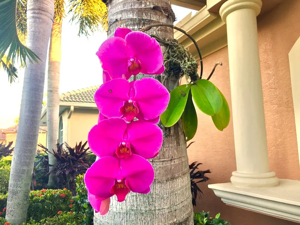 Attach a Phalaenopsis Orchid to a Tree_Large Hot Pink Phalaenopsis Mounted on Tree