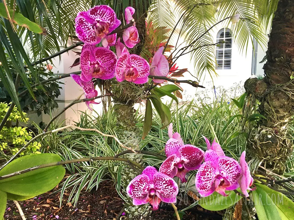 How to Attach a Phalaenopsis Orchid to a Tree_Speckled pink, purple Phalaenopsis mounted on trees