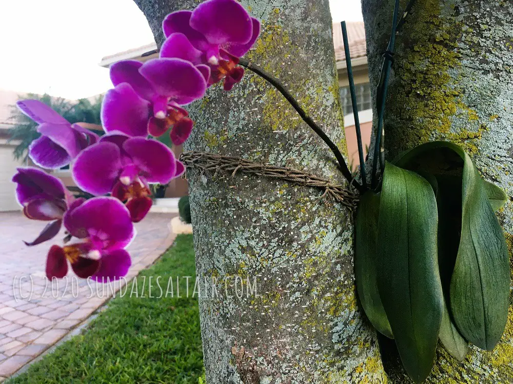 How to Attach a Phalaenopsis Orchid to a Tree_by tying it around the tree