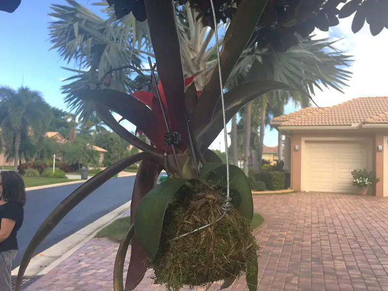 How to Grow A Bromeliad Kokedama In A Hanging Moss Ball for A Beautiful Rainforest Garden_Metal Hanger View
