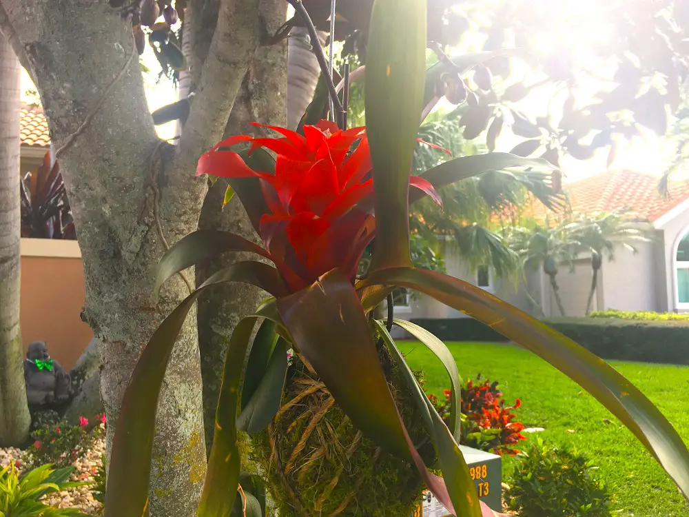 How to Grow A Bromeliad Kokedama In A Hanging Moss Ball for A Beautiful Vertical & Tropical Garden