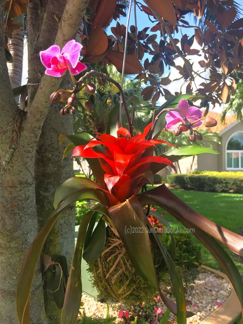 How to Make A Bromeliad Kokedama Hanging Moss Ball With An Orchid for A Beautiful Vertical Garden