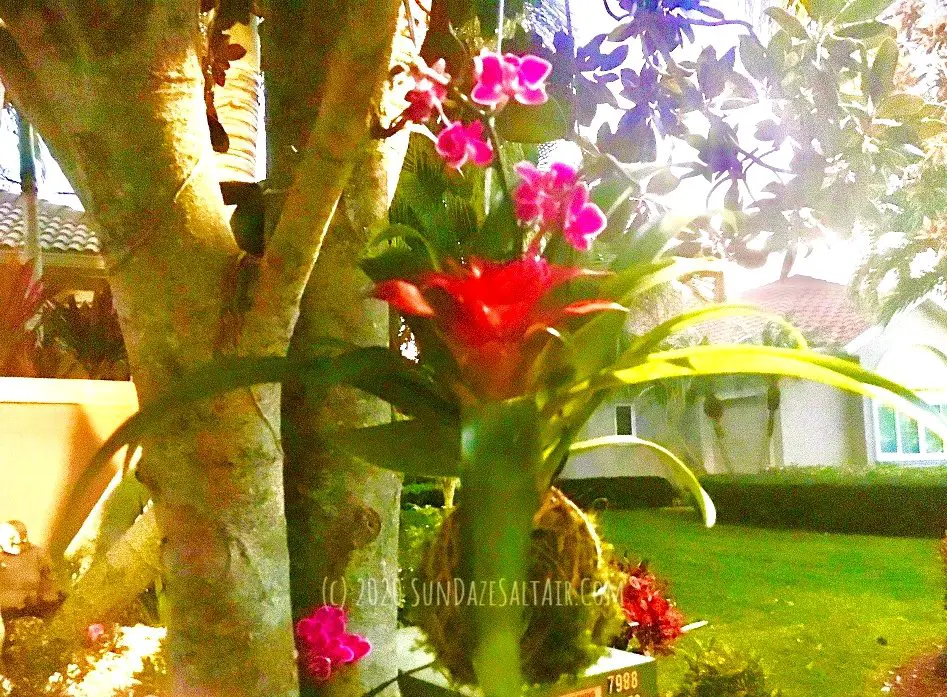 How to Make A Bromeliad Kokedama Hanging Moss Ball for A Beautiful Vertical Garden With Orchids