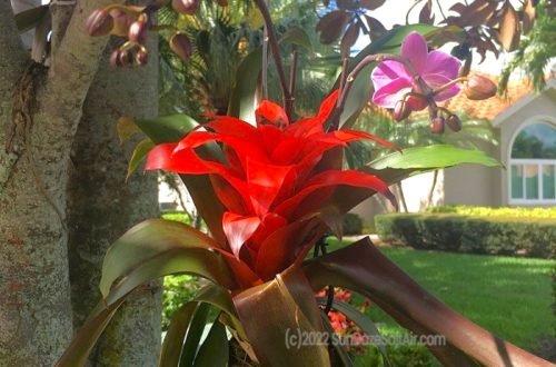 How to Make A Bromeliad Kokedama Hanging Moss Ball for A Beautiful Vertical Garden as seen here