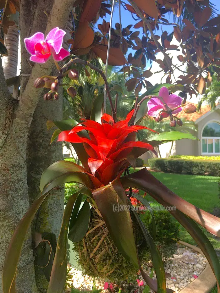 How to Make A Bromeliad Kokedama Hanging Moss Ball for A Beautiful Vertical Garden as seen here