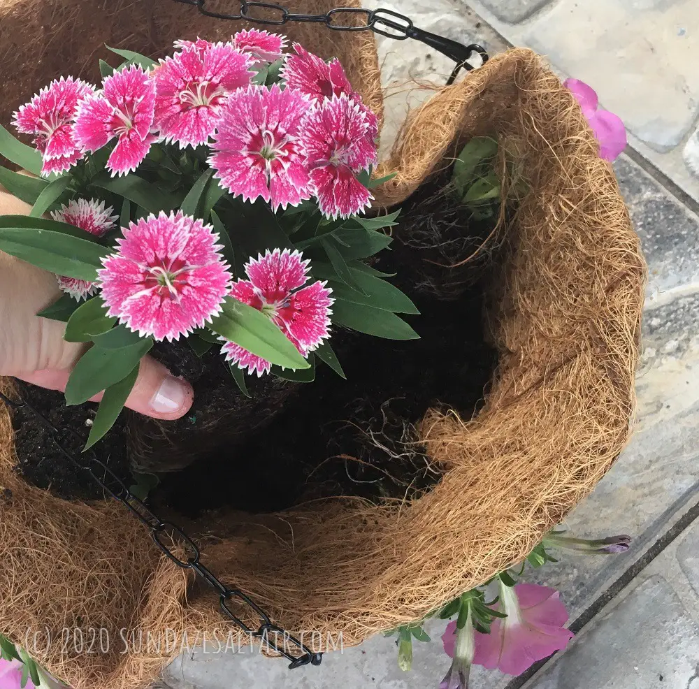 How to Make Beautiful Hanging Flower Baskets Using Coconut Coir Liners - add your centerpiece flowers
