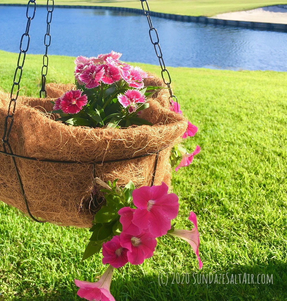 How to Make Beautiful Hanging Flower Baskets Using Coconut Coir Liners like Disney - a close-up of petunias, dianthus