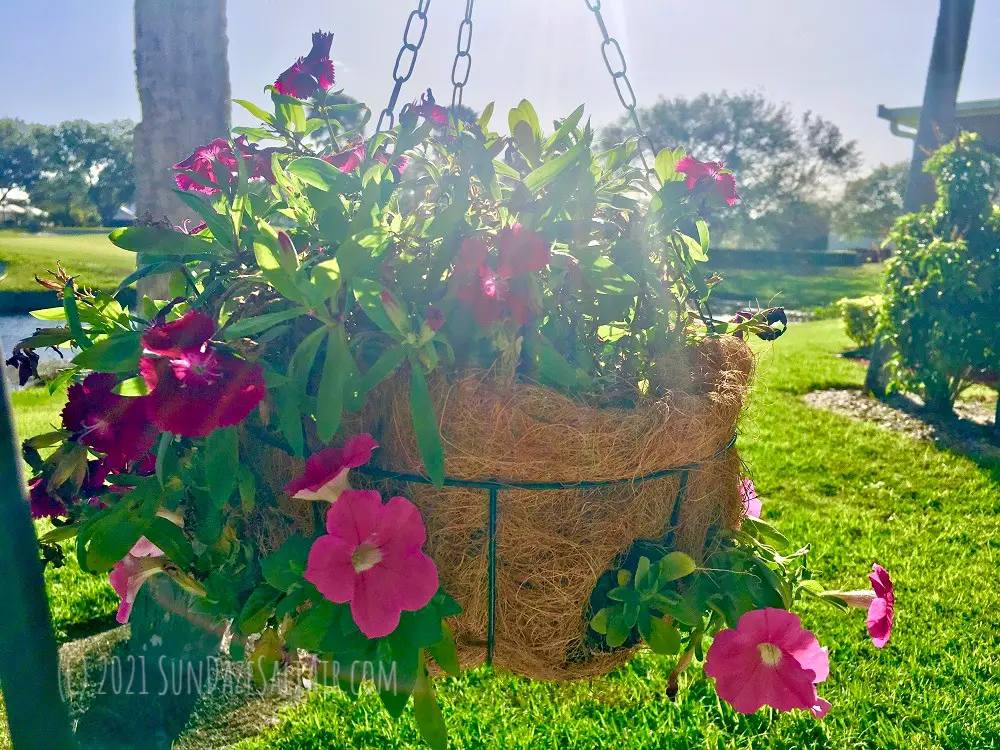 How to Make Beautiful Hanging Flower Baskets Using Coconut Coir Liners like Disney - add petunias