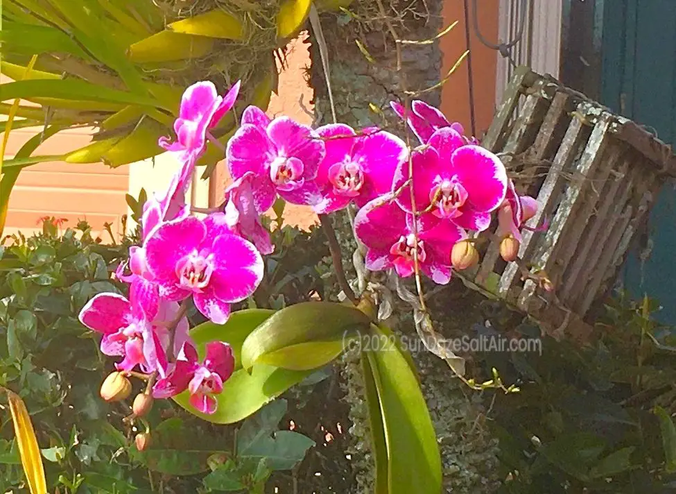 How to grow orchids in hanging baskets