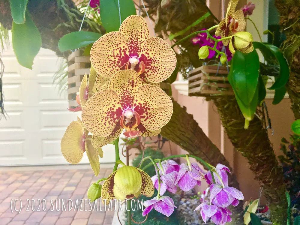 How to grow orchids in hanging baskets like these beauties