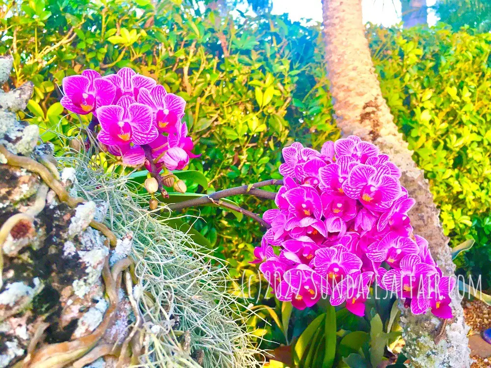 Grow orchids attached to trees for magnificent growth & vitality