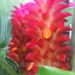 How to Grow Torch Ginger Lilies_ How to Take Care of a Torch Ginger Curcuma & Bring the Tropics Home