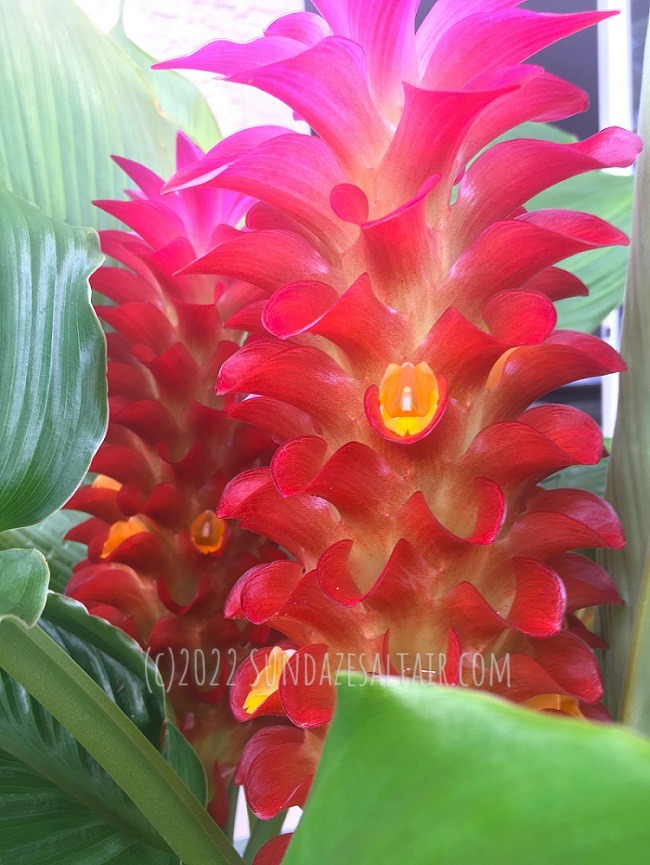 How to Grow Torch Ginger Lilies_ How to Take Care of a Torch Ginger Curcuma & Bring the Tropics Home