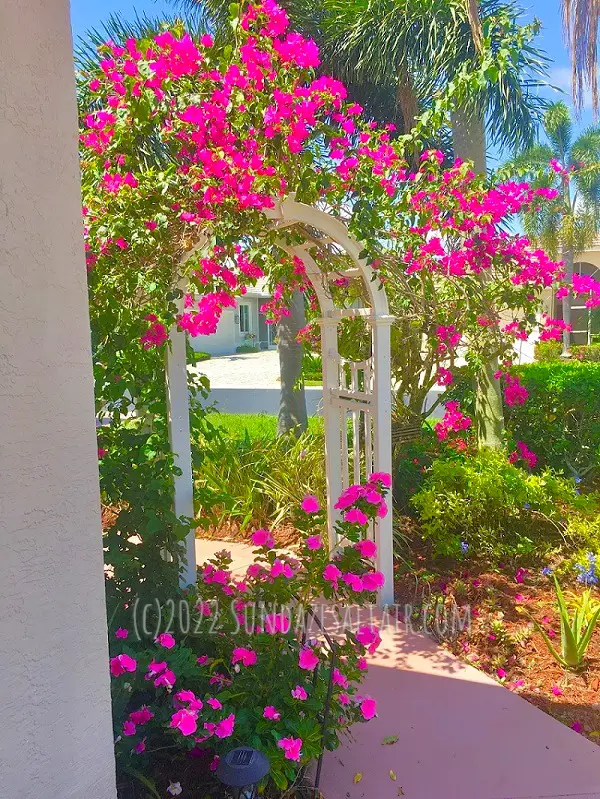 How to grow & prune a bougainvillea for maximum flowers-arbor covered by gorgeous pink flowers