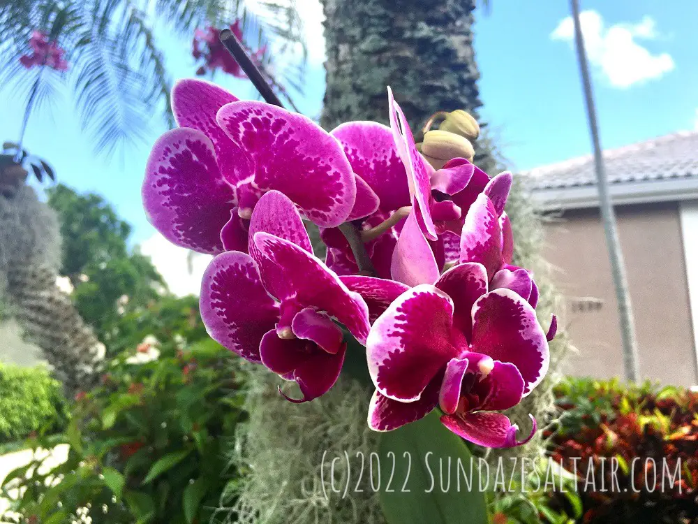 Orchids love growing on trees...