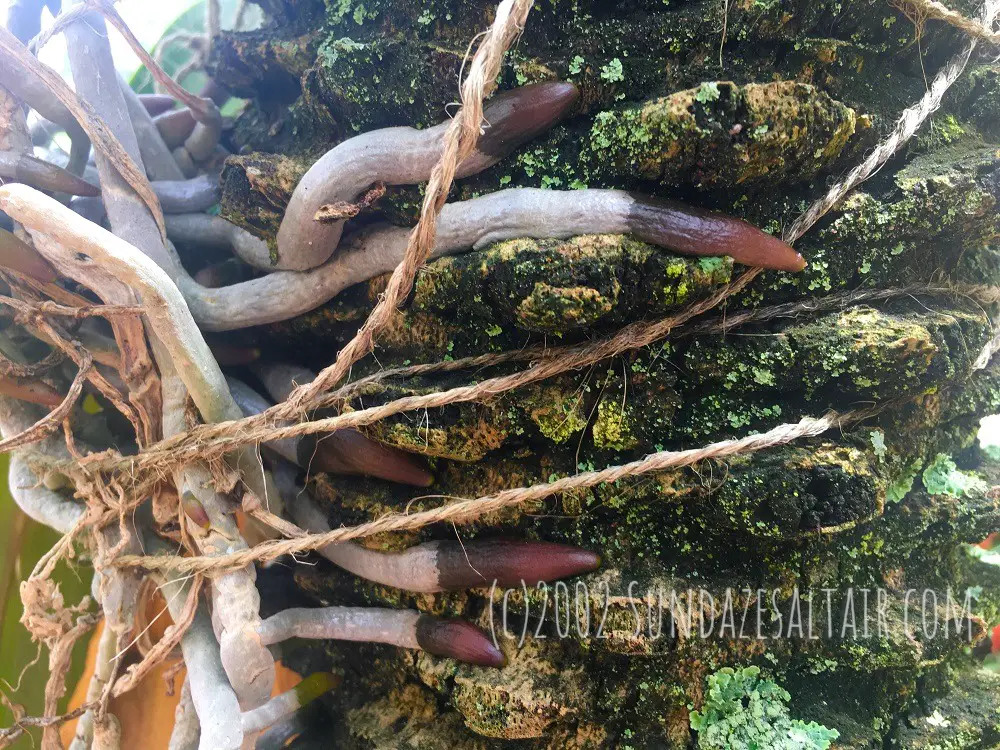 Unbelievably healthy, large root tips of orchids growing on trees shows how growing on trees benefits orchids