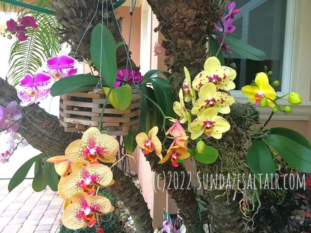 A gorgeous assortment of different colored orchids growing on trees