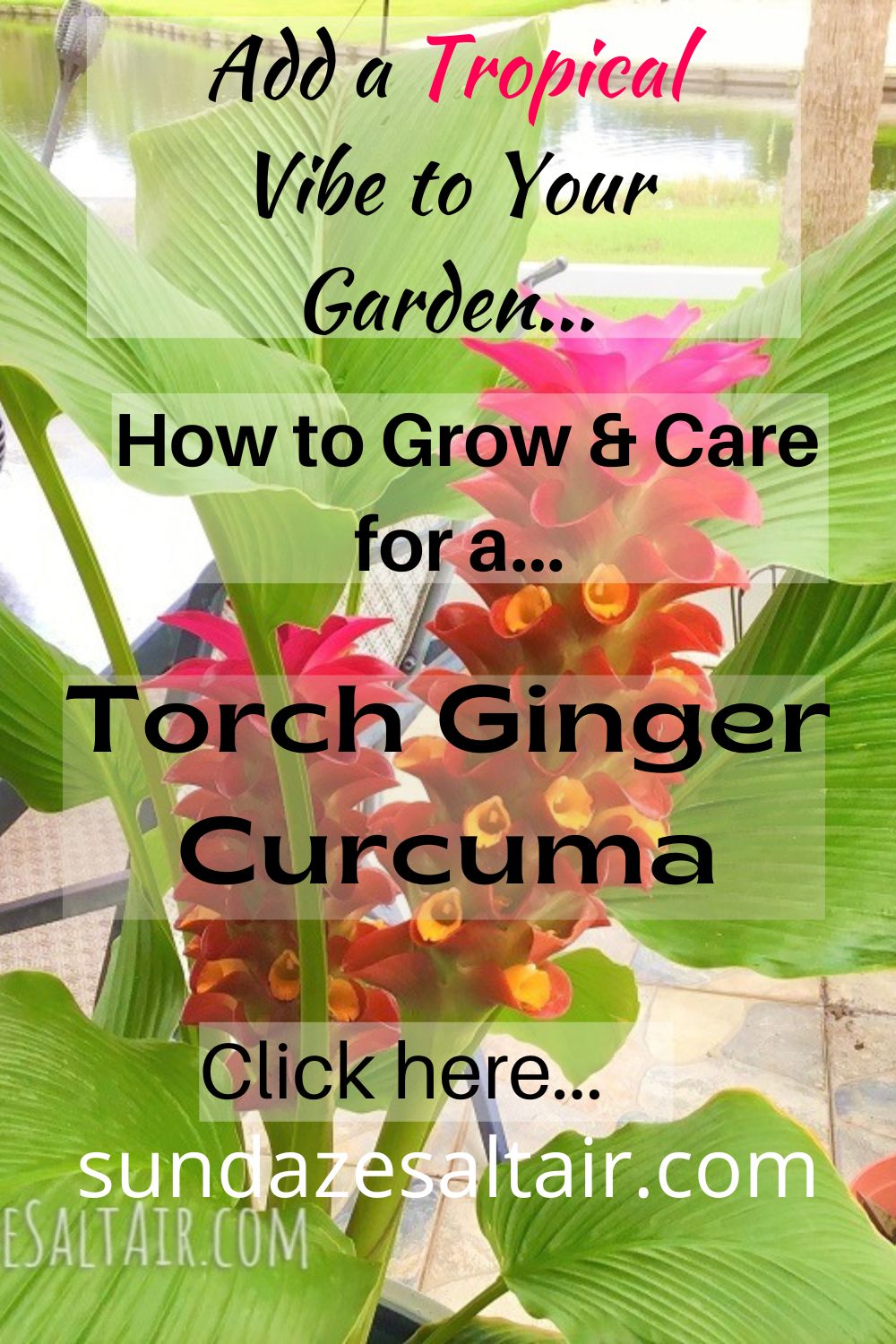 how-to-grow-and-care-for-torch-ginger-curcuma-add-a-tropical-vibe-to-garden-stunning-exotic-ornamental-flaming-torch-ginger-flower-spires-ban-rai-red-ginger-lilies
