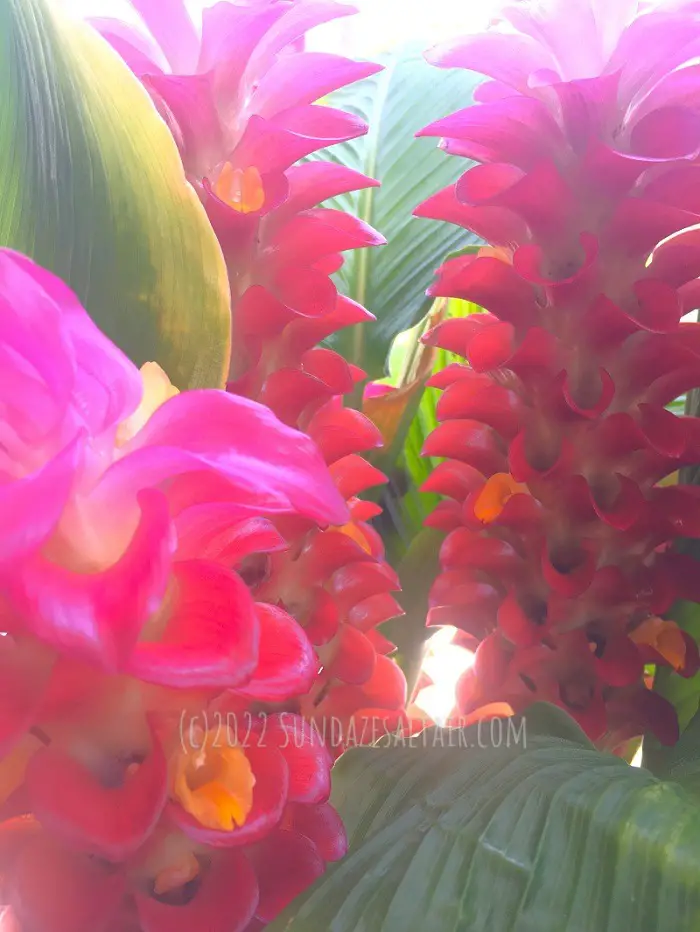 How to grow a torch ginger curcuma plant for colorful spires of tropical beauty