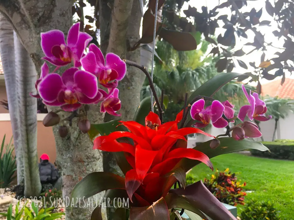 Orchids & bromeliad grow together in a kokedama