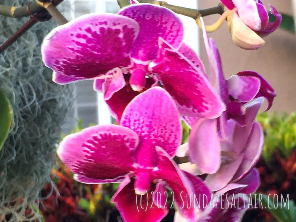 Speckled pink-purple Phalaenopsis orchids on trees close-up