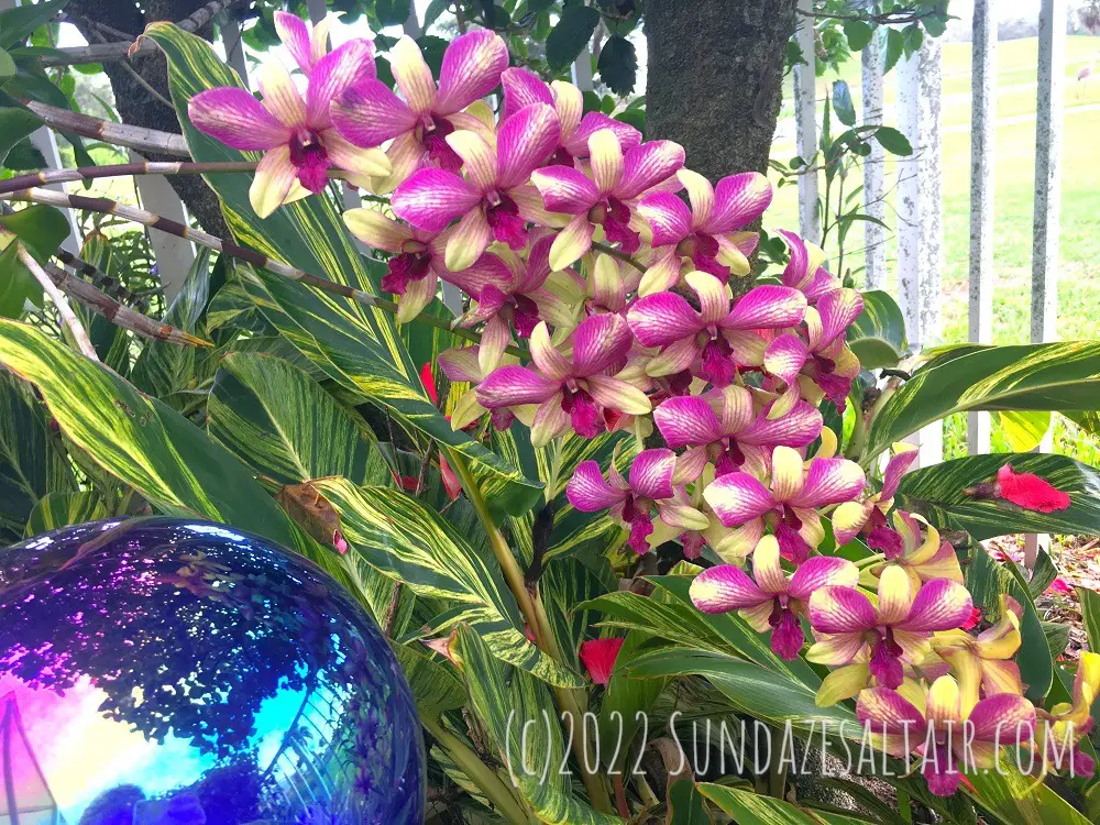 Stunning yellow-purple dendrobium orchids on trees